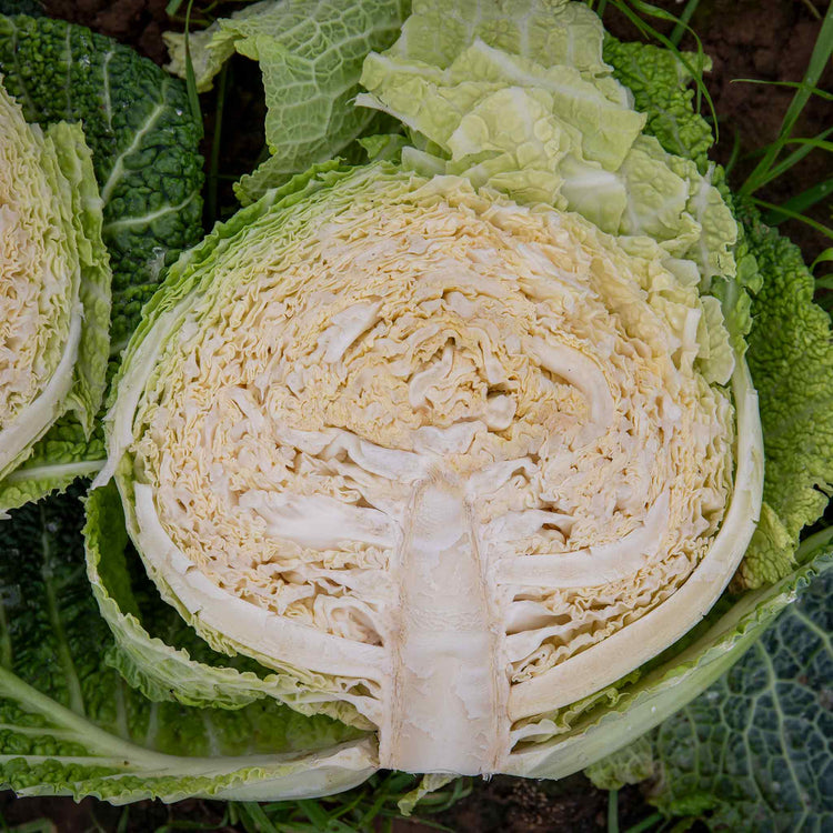 Cabbage Seeds Savoy 'Tourmaline'