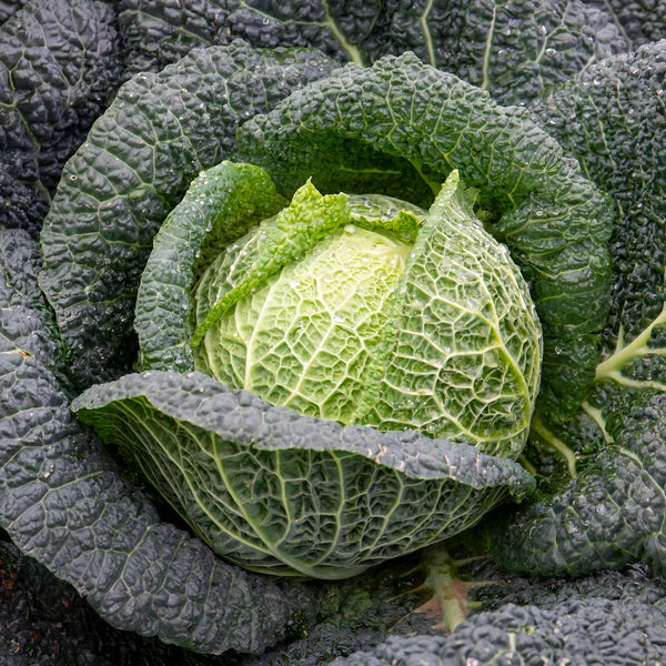 Cabbage Seeds Savoy 'Tourmaline'