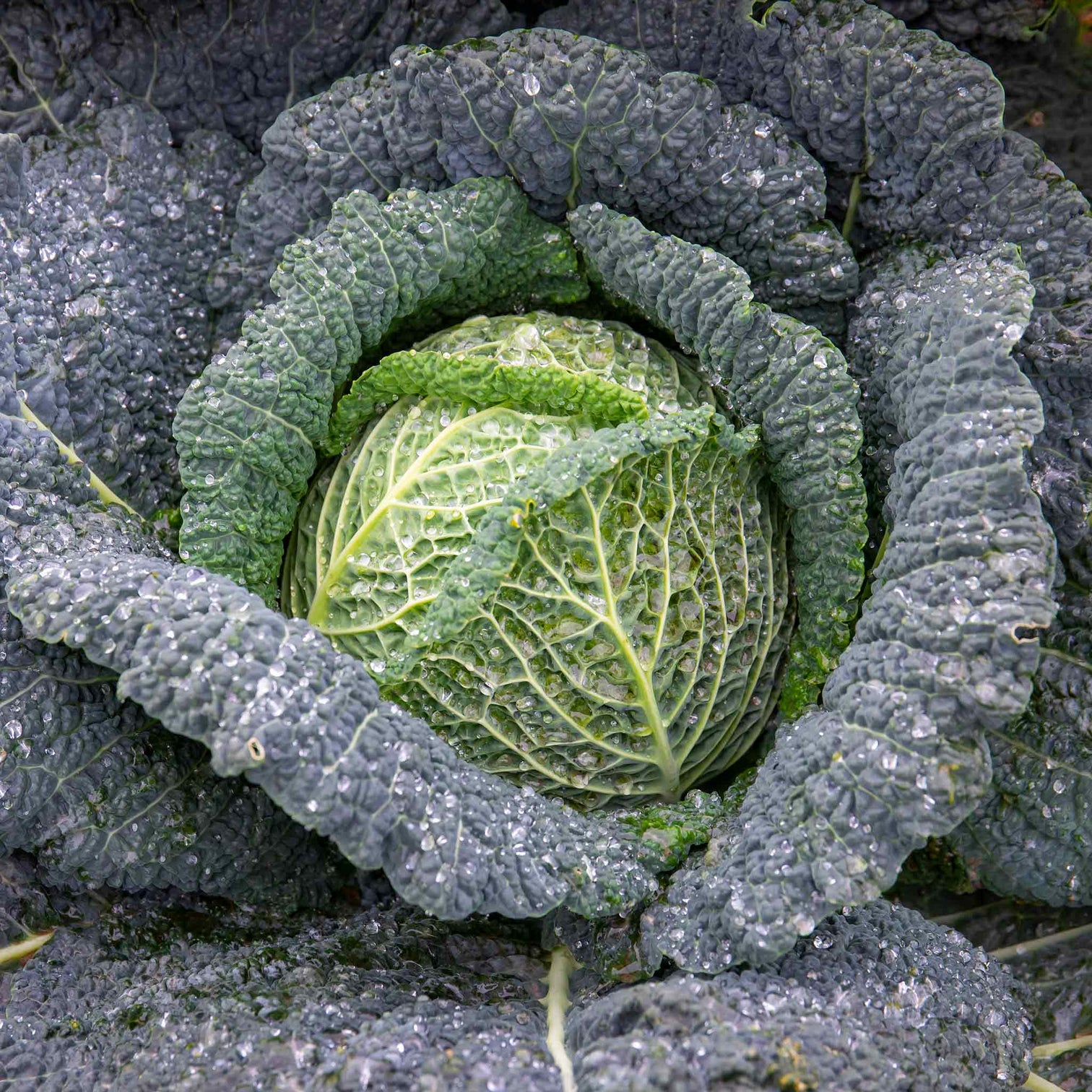 Savoy Cabbage Seeds 'Tourmaline' Buy Savoy Cabbage Seeds Online