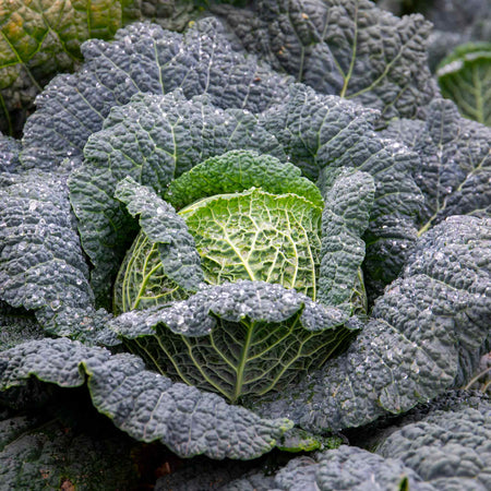 Cabbage Seeds Savoy 'Tourmaline'