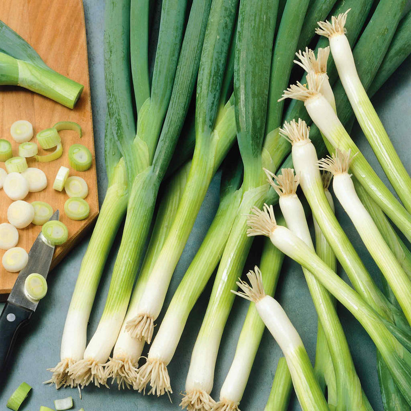 Spring Onion Seeds 'Ishikura'