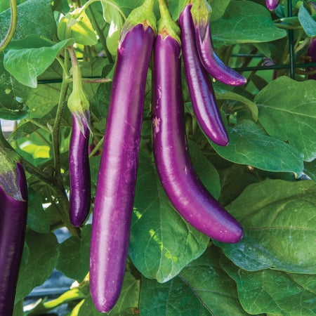 Aubergine Seeds 'Knight Trio Mix'