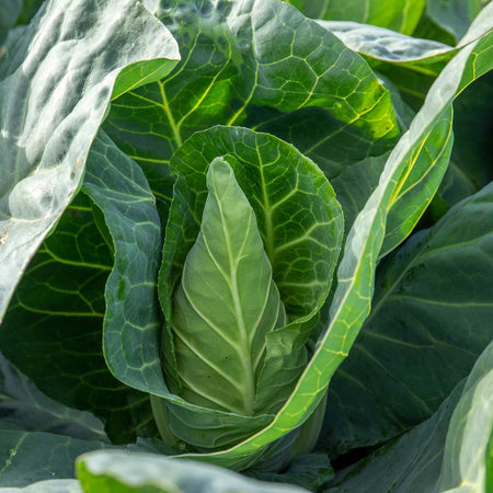 Cabbage Seeds 'Winnigstadt'