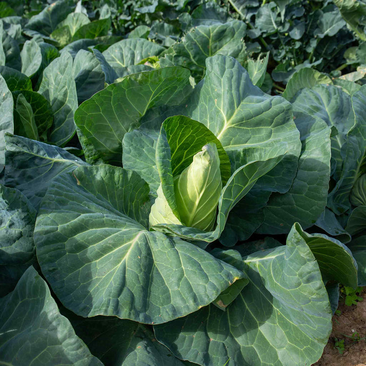 Cabbage Seeds 'Winnigstadt'