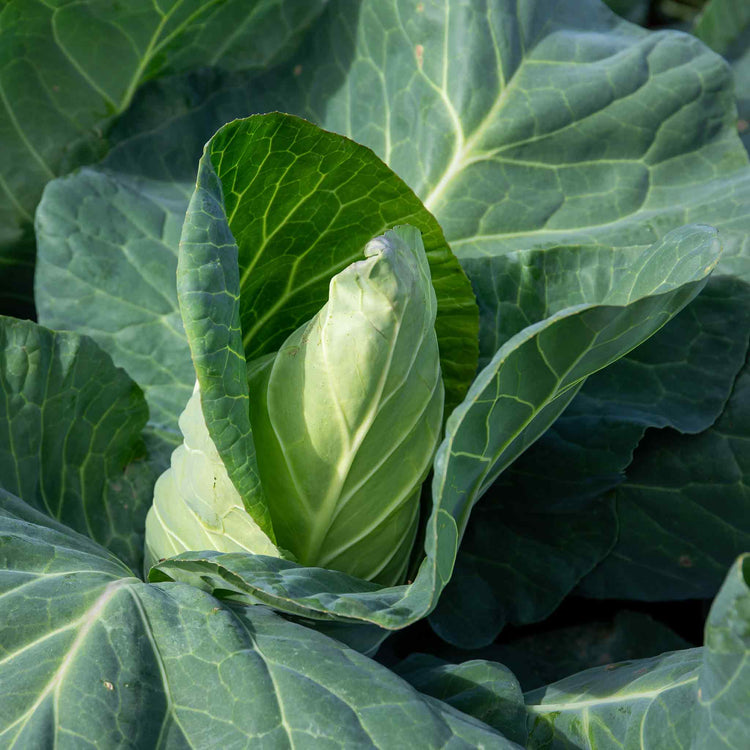 Cabbage Seeds 'Winnigstadt'