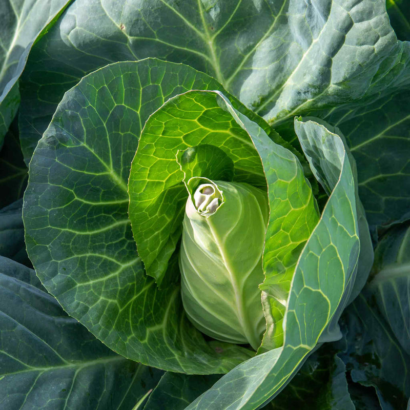 Cabbage Seeds 'Winnigstadt'