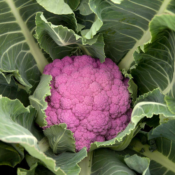 Cauliflower Seeds 'Depurple' F1