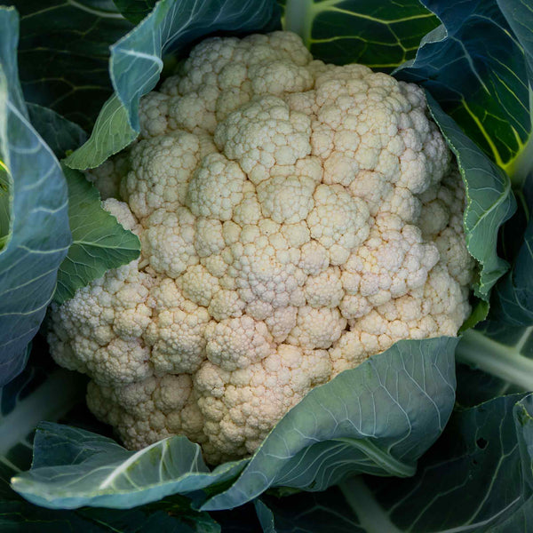 Cauliflower Seeds 'Triomphant'