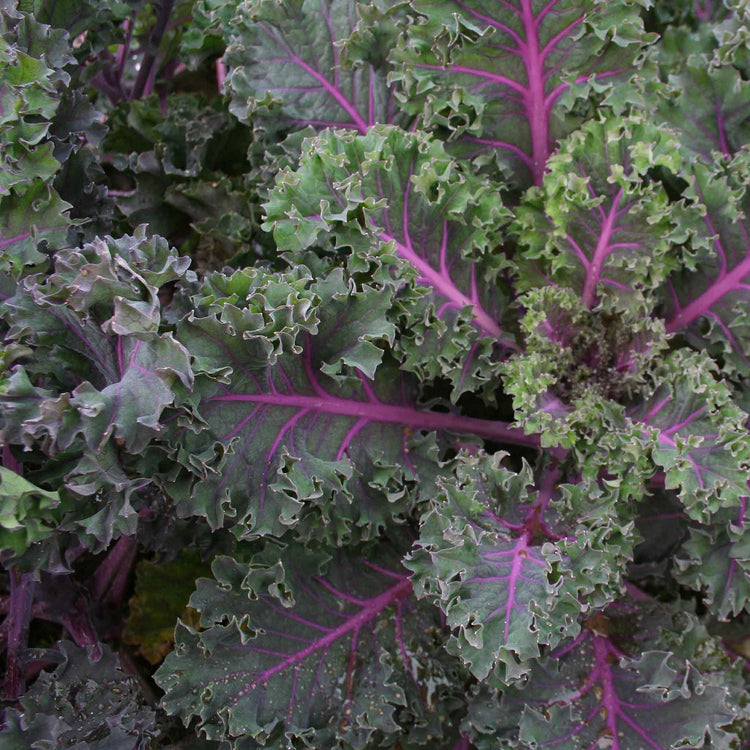 Kale Plant 'Midnight Sun'