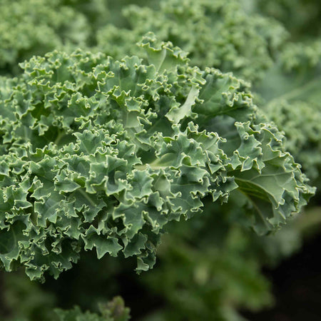 Kale Seeds 'Winterbor' F1