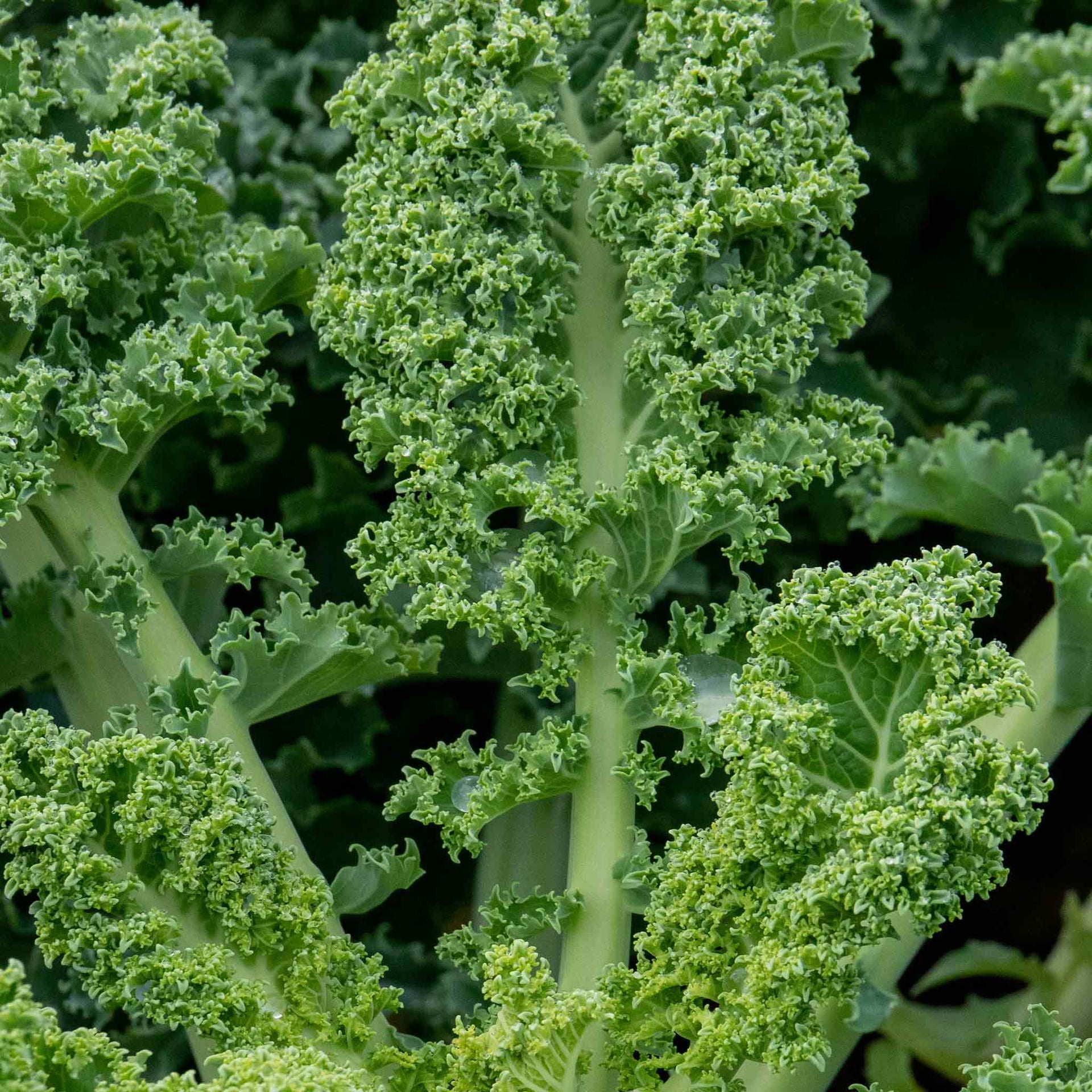 Kale Seeds 'Winterbor' F1 | Buy Kale Seeds Online | Kale Seeds for Sale ...