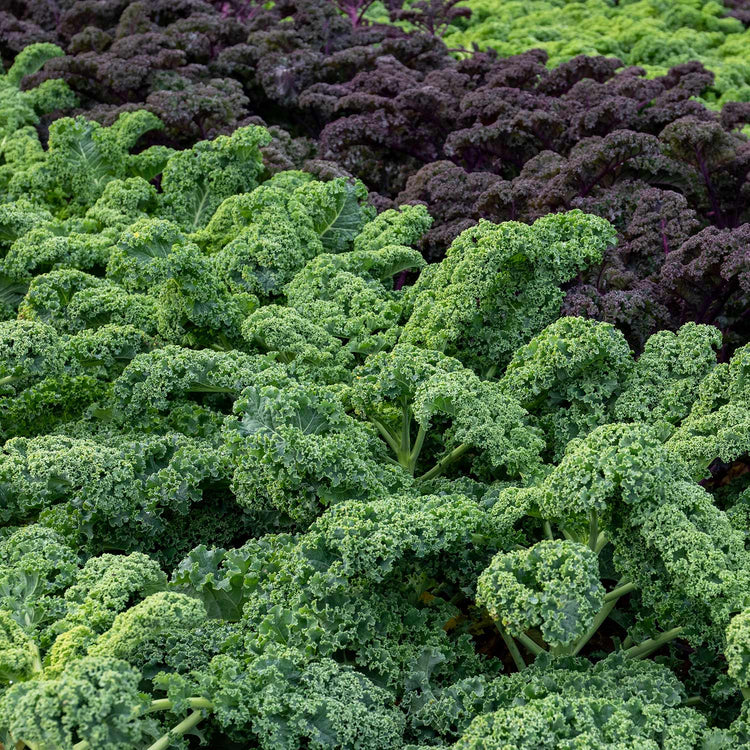 Kale Seeds 'Winterbor' F1