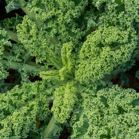 Kale Seeds 'Winterbor' F1