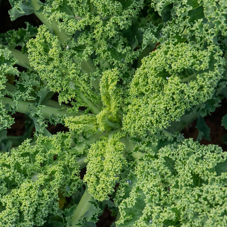 Kale Seeds 'Winterbor' F1