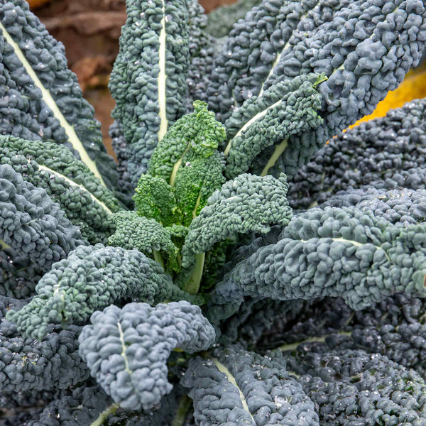 Kale Seeds 'Yurok' F1