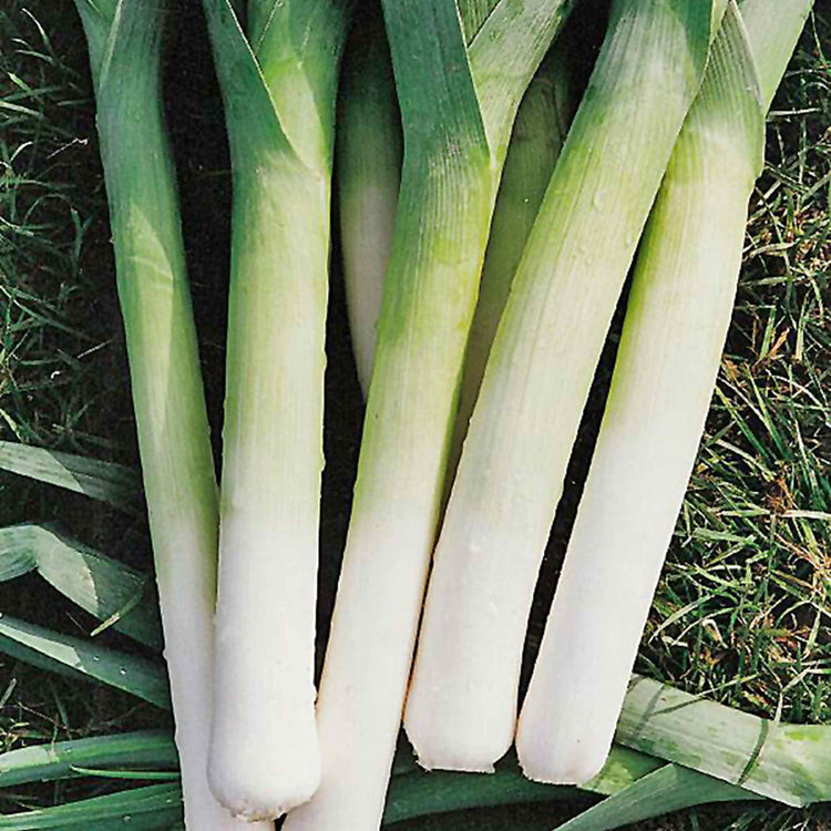 Leek Seeds 'Porbella'