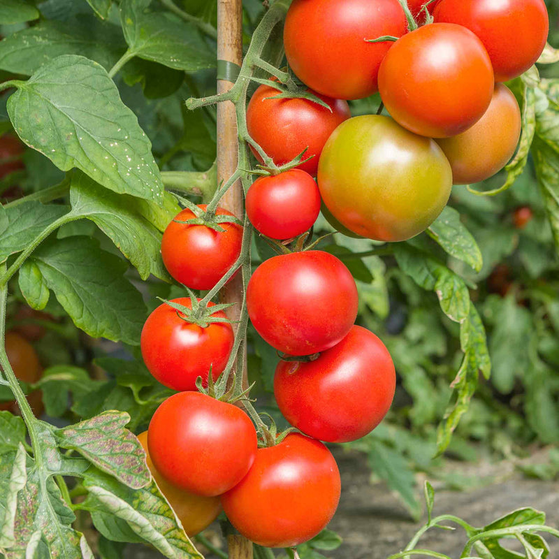 Cordon Tomato Plant 'Maisey'