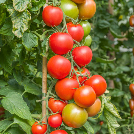 Cordon Tomato Plant 'Maisey'