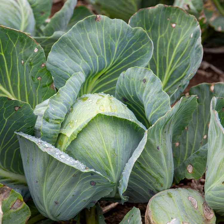 Cabbage Seeds 'Madison' F1