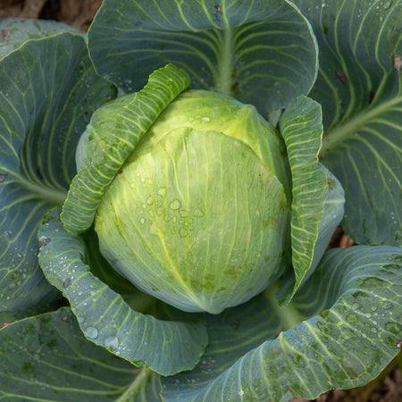 Cabbage Seeds 'Madison' F1