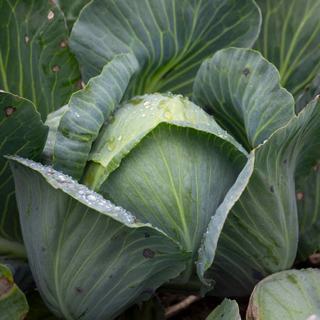 Cabbage Seeds 'Madison' F1