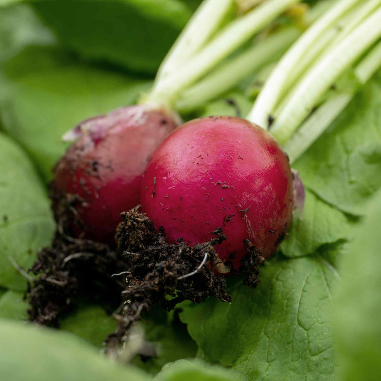 Radish Seeds 'Annabel' F1