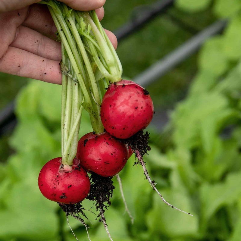 Radish Seeds 'Annabel' F1