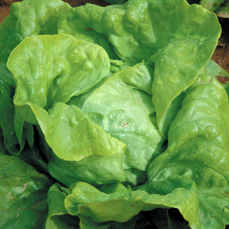 Lettuce Seeds 'Butterhead Attraction'