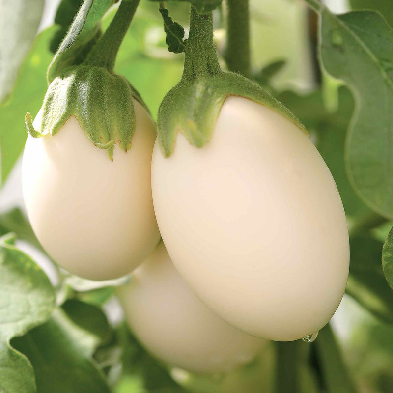 Aubergine Seeds 'Ivory' F1