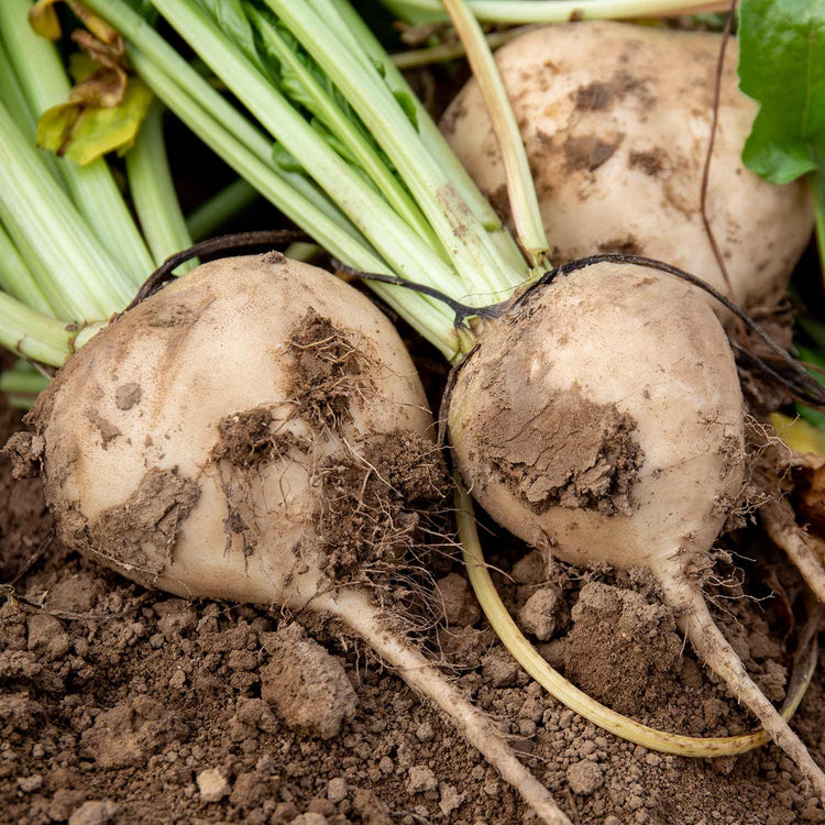 Beetroot Seeds 'Avalanche' F1