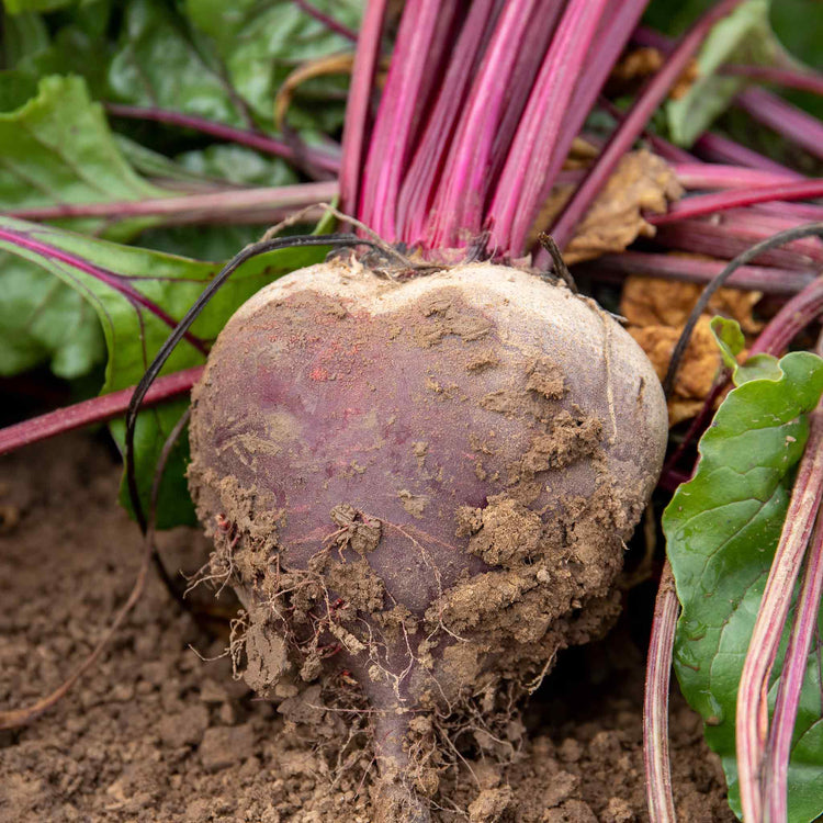 Beetroot Seeds 'Bettollo' F1