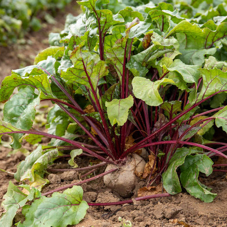 Beetroot Seeds 'Bettollo' F1