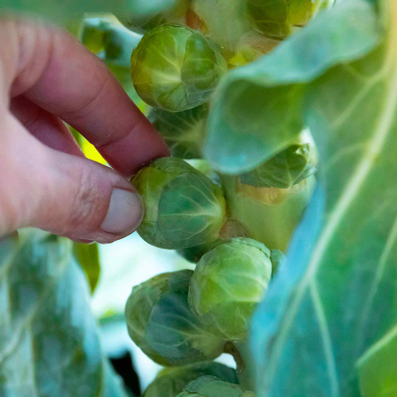 Brussels Sprout Seeds 'Doric' F1