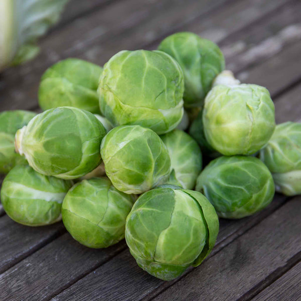 Brussels Sprout Seeds 'Marte' F1