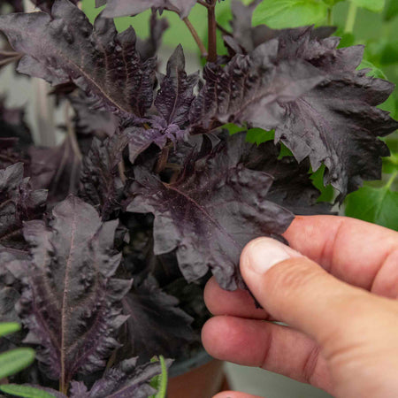 Herb Basil 'Purple Ruffles'