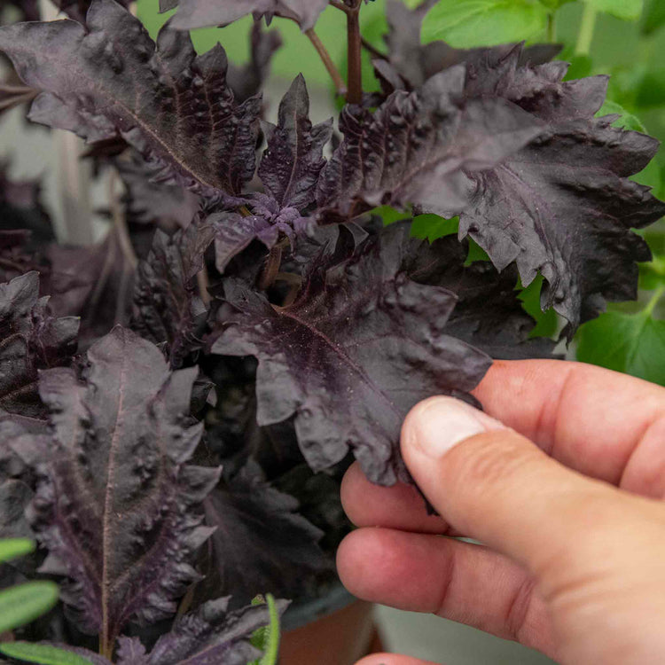 Herb Basil 'Purple Ruffles'