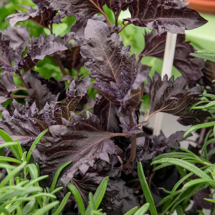 Herb Basil 'Purple Ruffles'
