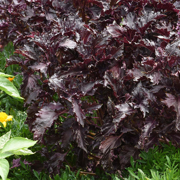 Herb Basil 'Purple Ruffles'