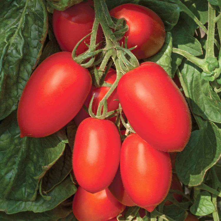 Tomato Seeds 'Plum Nagina' F1