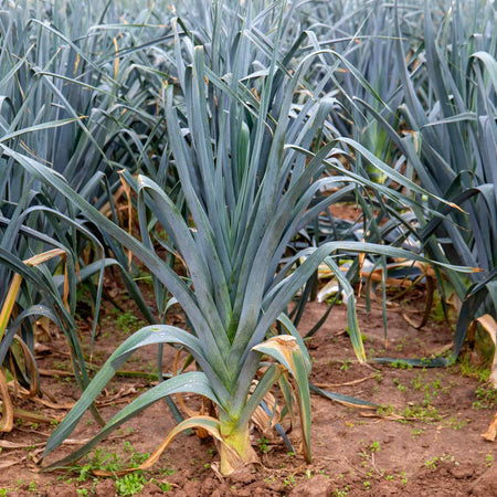 Leek Seeds 'Batter' F1