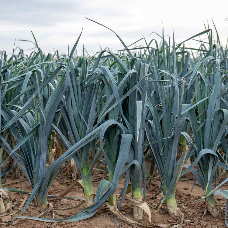 Leek Seeds 'Batter' F1