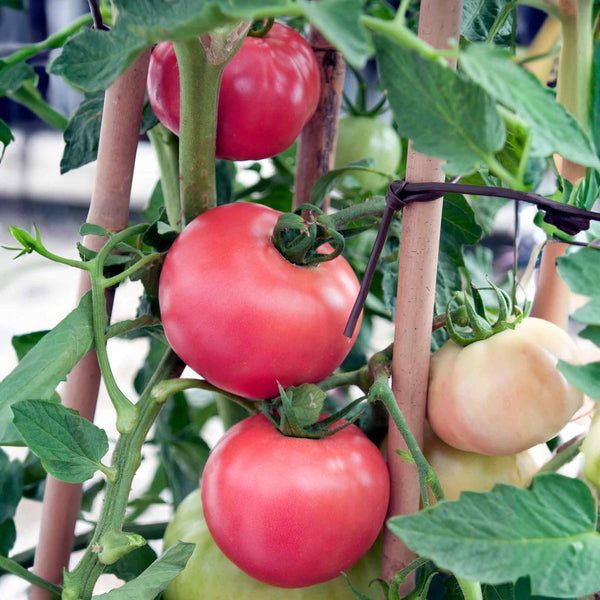 Cordon Tomato Plant 'Honeymoon'