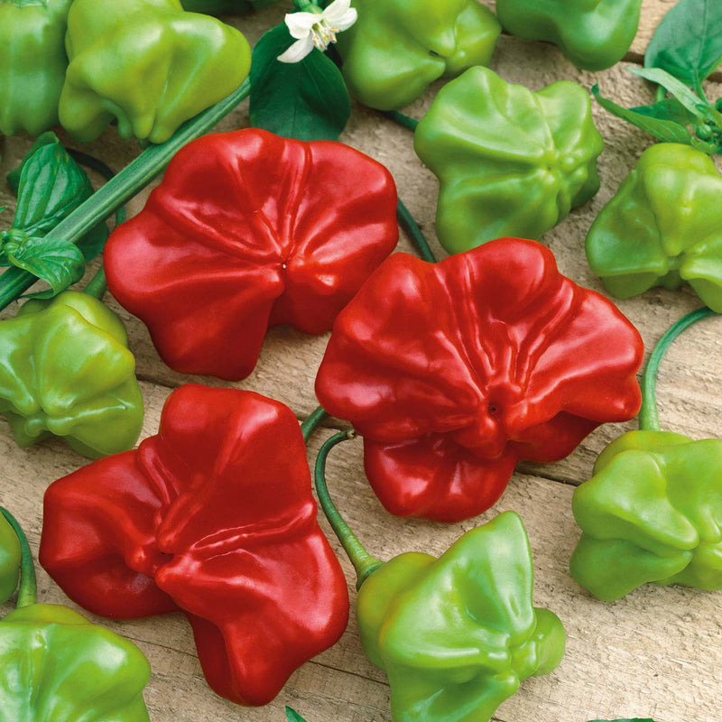 Chilli Pepper Seeds 'Bishops Crown' 