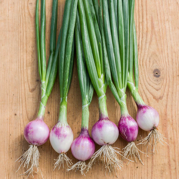  Onion Seeds 'Ruby Red'