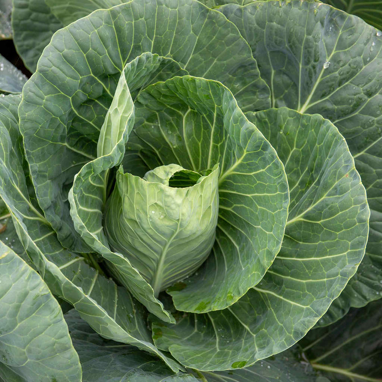 Cabbage Seeds 'Spring Greens Verve F1'