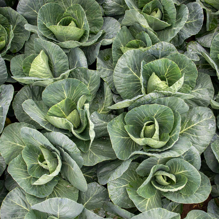 Cabbage Seeds 'Spring Greens Verve F1'