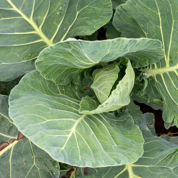 Cabbage Seeds 'Spring Greens Verve F1'