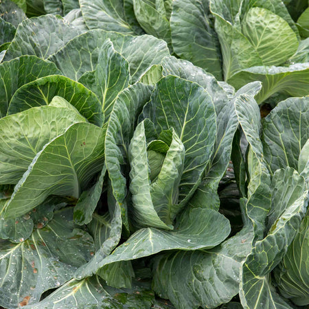 Cabbage Seeds 'Spring Greens Verve F1'