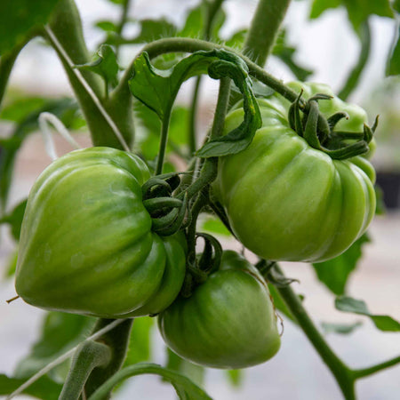 Tomato Seeds 'Gourmansun' F1