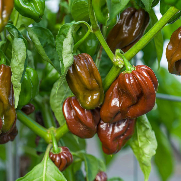 Chilli Plant  'Habanero Chocolate'